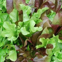 Lettuce Mixed Salad Leaves - Seed -Plant Collection Sales Shop mixed salad leaves 1