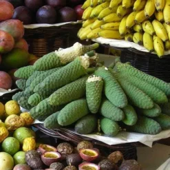 Monstera Deliciosa - Fruit Salad Plant, Swiss Cheese -Plant Collection Sales Shop monstera fruit