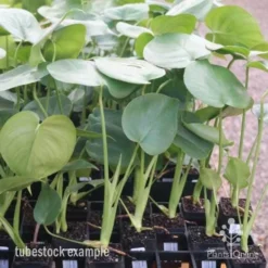 Monstera Deliciosa - Fruit Salad Plant, Swiss Cheese -Plant Collection Sales Shop monstera tubes