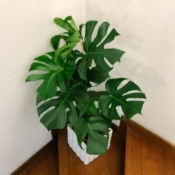 Monstera Deliciosa - Fruit Salad Plant, Swiss Cheese -Plant Collection Sales Shop monstera staircase