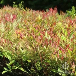 Nandina Moonbay -Plant Collection Sales Shop moonbay mass