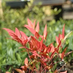 Nandina Moonbay -Plant Collection Sales Shop moonbay winter colour