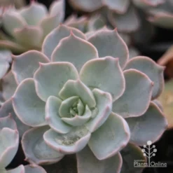 Echeveria Morning Beauty - Succulent -Plant Collection Sales Shop morning beauty leaf 500