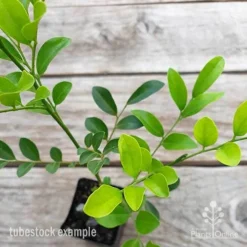 Murraya Sweet Privacy -Plant Collection Sales Shop murraya sweet privacy 2