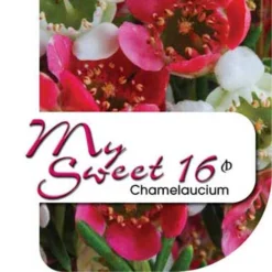 Chamelaucium MY SWEET 16™ - Waxflower -Plant Collection Sales Shop my sweet 16 label