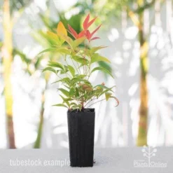 Nandina BLUSH­ -Plant Collection Sales Shop nandina blush tube