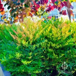 Nandina Moonbay -Plant Collection Sales Shop nandina moonbay