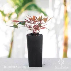 Nandina Obsession -Plant Collection Sales Shop nandina obsession tube