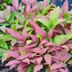 Nandina BLUSH­ -Plant Collection Sales Shop nandina blush