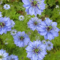 Nigella Miss Jekyll - Love In A Mist - Seed -Plant Collection Sales Shop nigella group