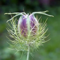 Nigella Miss Jekyll White - Love In A Mist - Seed 7 Nigella Miss Jekyll White - Love In A Mist - Seed -Plant Collection Sales Shop nigella pod green 500 3