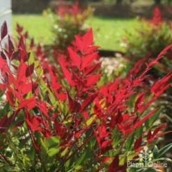 Nandina Obsession -Plant Collection Sales Shop obsession backlit 1