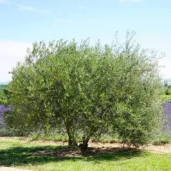 Olive Kalamata -Plant Collection Sales Shop olive tree landscape 500 2