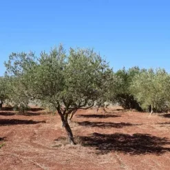 Olive Manzanillo -Plant Collection Sales Shop olive trees field 500 1