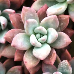 Graptoveria Opalina - Succulent -Plant Collection Sales Shop opalina img 4686