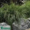 Lomandra Tanika