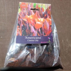 Canna Americana - 1 Bulb -Plant Collection Sales Shop pack canna americana