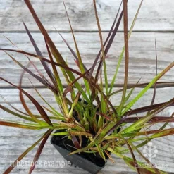 Pennisetum - Dwarf Purple Fountain Grass -Plant Collection Sales Shop pennisetum rubrum dwarf leaf 1