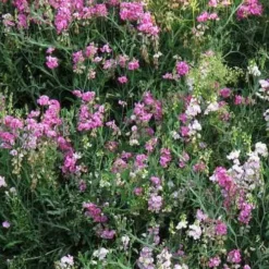 Sweet Pea Everlasting Mix - Seed -Plant Collection Sales Shop perennial sweet peas
