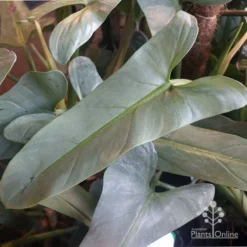 Philodendron Silver Sword -Plant Collection Sales Shop philo silver sword mature leaf