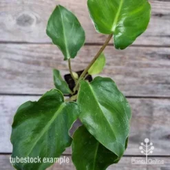 Philodendron Imbe -Plant Collection Sales Shop philodendron imbe 1