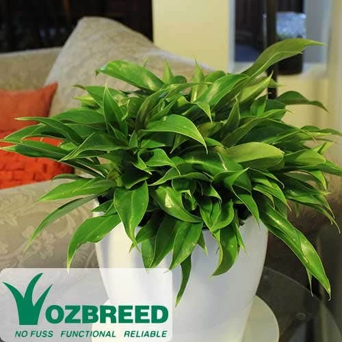 Philodendron Little Phil 1 Philodendron Little Phil