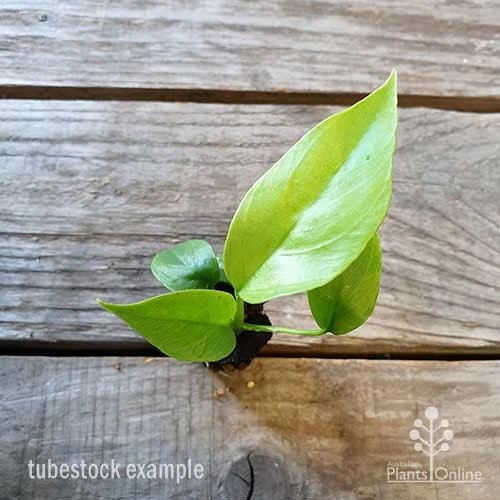 Philodendron Minima - Mini Monstera 8 Philodendron Minima - Mini Monstera - Image 8