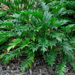 Philodendron Xanadu -Plant Collection Sales Shop philodendron xanadu 500