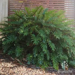 Philodendron Xanadu -Plant Collection Sales Shop philodendron xanadu home