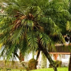 Phoenix Roebelenii - Dwarf Date Palm -Plant Collection Sales Shop phoenix roebelenii palm 500 1