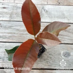 Photinia Black Jack -Plant Collection Sales Shop photinia black jack 1
