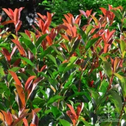 Photinia Red Robin -Plant Collection Sales Shop photinia fraseri red robin 4
