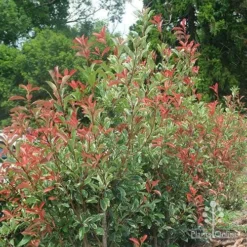 Photinia Pink Marble -Plant Collection Sales Shop photinia pink marble hedge nursery
