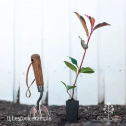 Photinia Red Robin -Plant Collection Sales Shop photinia red robin styled 2