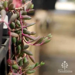 Othonna Ruby Necklace - Little Pickles - Succulent -Plant Collection Sales Shop pickles othonna