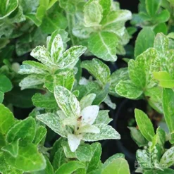 Euonymus Pierrolino - Variegated Spindle -Plant Collection Sales Shop pierrolino img 0527