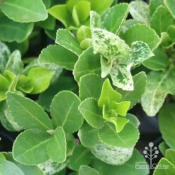 Euonymus Pierrolino - Variegated Spindle -Plant Collection Sales Shop pierrolino leaf markings