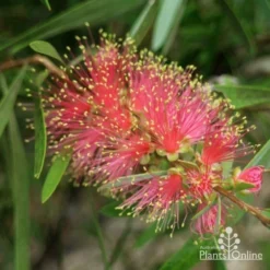 Callistemon Pink Champagne -Plant Collection Sales Shop pink champagne 1 1