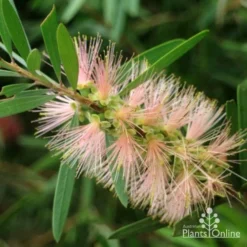 Callistemon Pink Champagne -Plant Collection Sales Shop pink champagne 3 1