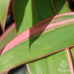 Cordyline Fruticosa Pink Diamond -Plant Collection Sales Shop pink diamond leaf 1