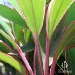 Cordyline Fruticosa Pink Diamond -Plant Collection Sales Shop pink diamond stem