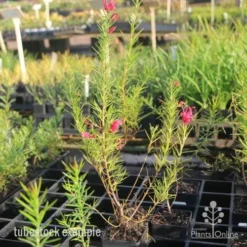 Grevillea Pink Pearl -Plant Collection Sales Shop pink pearl tubestock grevillea