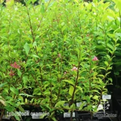 Malpighia Pixie - Acerola -Plant Collection Sales Shop pixie tubestock in bud