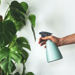 Monstera Deliciosa - Fruit Salad Plant, Swiss Cheese -Plant Collection Sales Shop plant misting