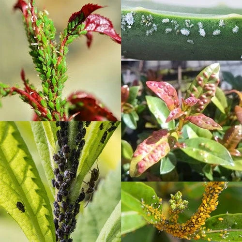 Confidor - Garden Insecticide Tablets 2 Confidor - Garden Insecticide Tablets - Image 2