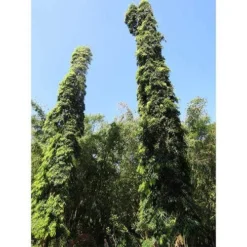 Mast Tree - Polyalthia