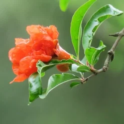 Plant Collection Sales Shop -Plant Collection Sales Shop pomegranate double flower