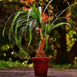 Beaucarnea - Ponytail Palm -Plant Collection Sales Shop ponytail potted 2