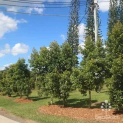 Elaeocarpus Prima Donna - Blueberry Ash 16 Elaeocarpus Prima Donna - Blueberry Ash -Plant Collection Sales Shop prima donna nursery drive