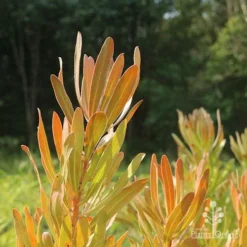 Protea Pink Ice -Plant Collection Sales Shop protea pink ice in sunshine